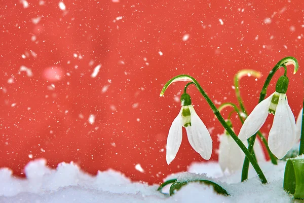 Caídas Nieve Nieve Flor Blanca Primavera Sobre Fondo Rojo Con —  Fotos de Stock