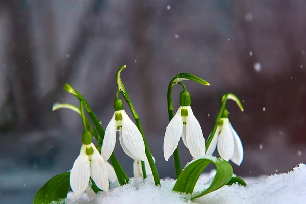 Gotas Neve Neve Primavera Flor Branca Fundo Borrão Com Lugar — Fotografia de Stock