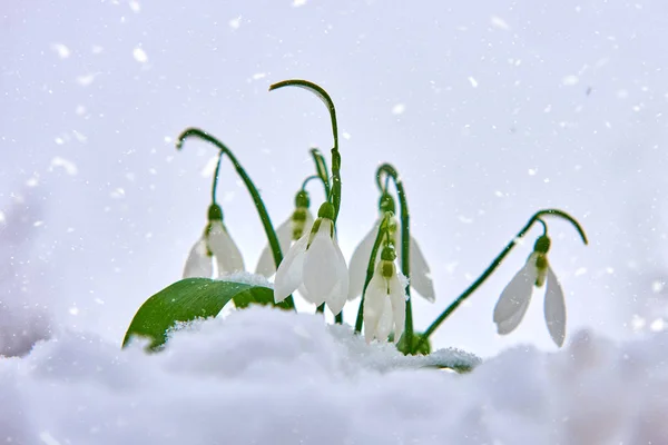 Gotas Neve Neve Primavera Flor Branca Fundo Borrão Com Lugar — Fotografia de Stock