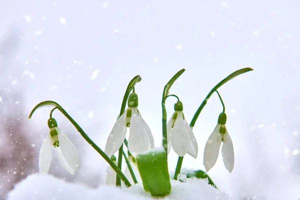 Caídas Nieve Nieve Flor Blanca Primavera Sobre Fondo Borroso Con —  Fotos de Stock