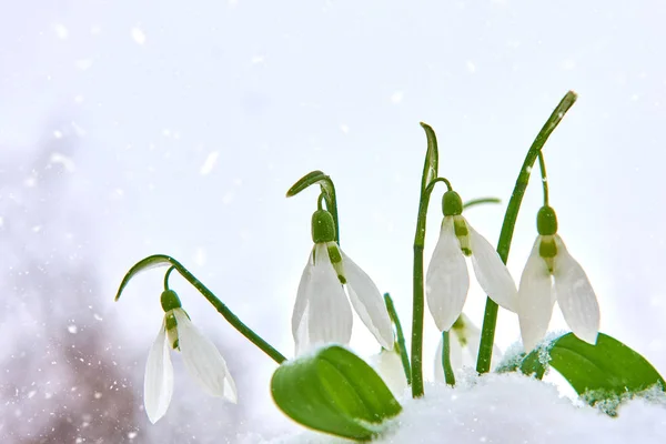 Gotas Neve Neve Primavera Flor Branca Fundo Borrão Com Lugar — Fotografia de Stock