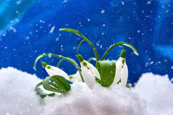 Снегопад Весенний Белый Цветок Синем Фоне Местом Текста Закрыть Выборочным — стоковое фото