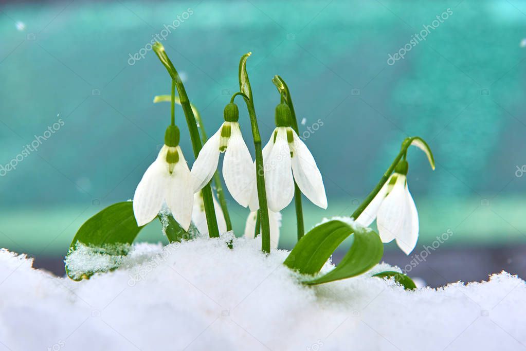 Snowdrops in the snow, spring white flower on blur background with place for text, Close up with selective focus and snowflakes