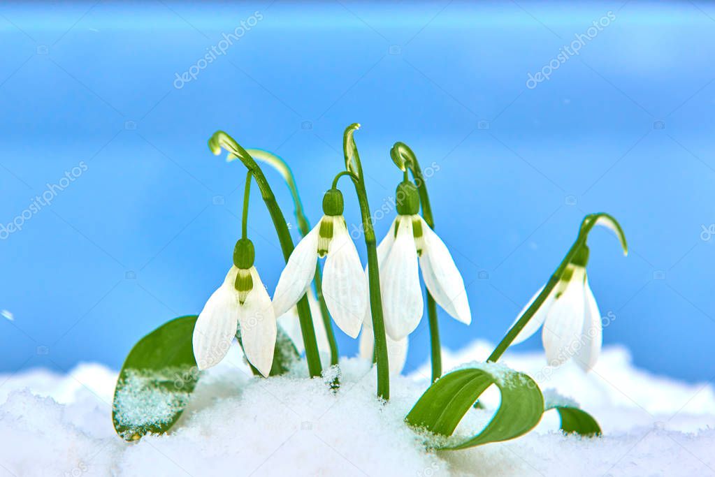 Snowdrops in the snow, spring white flower on blue background with place for text, Close up with selective focus and snowflakes