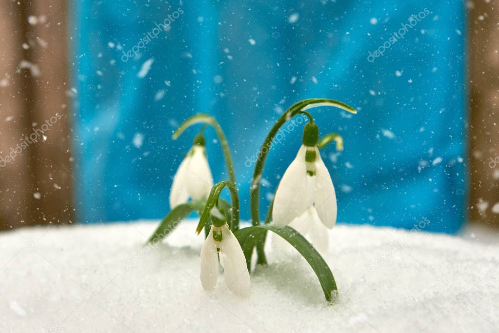 Snowdrop- spring white flower on blue background with place for text, Close up with selective focus and snowflakes