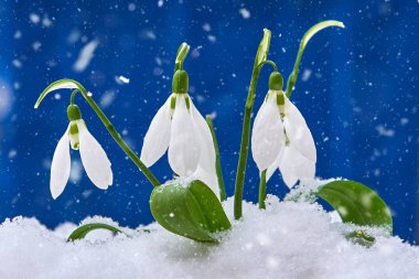 Kardelen-bahar beyaz çiçek için metin, yakın yer mavi zemin üzerine kadar seçici odak ve kar taneleri ile