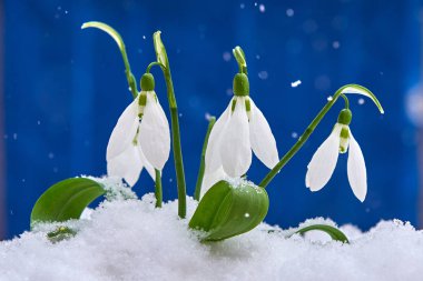 Kardelen-bahar beyaz çiçek için metin, yakın yer mavi zemin üzerine kadar seçici odak ve kar taneleri ile