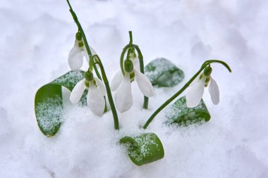 Kardelen kar, bahar beyaz çiçek üzerinde arka plan metin, yakın için yer ile kadar seçici odak ve kar taneleri ile bulanıklık