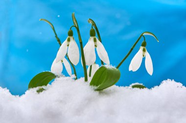 Kardelen-bahar beyaz çiçek için metin, yakın yer mavi zemin üzerine kadar seçici odak ve kar taneleri ile