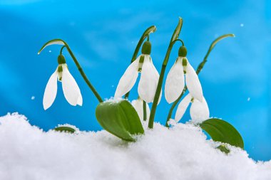 Kardelen-bahar beyaz çiçek için metin, yakın yer mavi zemin üzerine kadar seçici odak ve kar taneleri ile