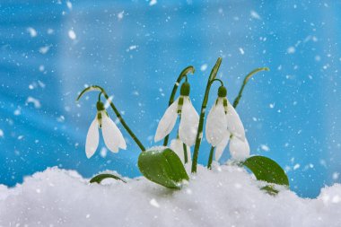 Kardelen-bahar beyaz çiçek için metin, yakın yer mavi zemin üzerine kadar seçici odak ve kar taneleri ile