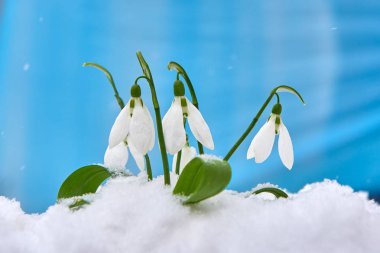Kardelen-bahar beyaz çiçek için metin, yakın yer mavi zemin üzerine kadar seçici odak ve kar taneleri ile