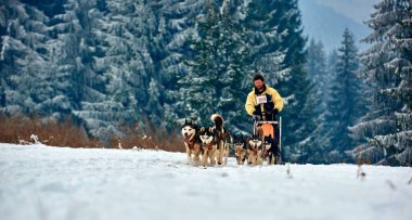 Tusnad, Romanya - 28 Ocak 2017: ücretsiz köpek kızağı yarış yarışma köpekleri ile katılan kimliği belirsiz adam. Sporcumuz ezme köpek kızağı ormanda güneşli bir günde kar kış rekabet yarışında üzerinde çalışır 