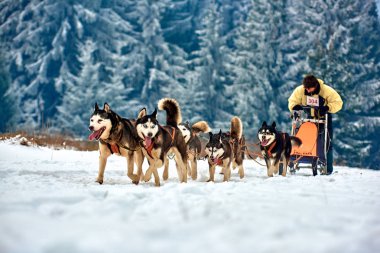 Tusnad, Romanya - 28 Ocak 2017: ücretsiz köpek kızağı yarış yarışma köpekleri ile katılan kimliği belirsiz adam. Sporcumuz ezme köpek kızağı ormanda güneşli bir günde kar kış rekabet yarışında üzerinde çalışır 