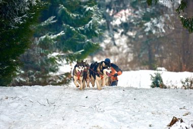 Karda yarış taslak köpek ücretsiz köpek kızağı yarış yarışma sportif köpek ekibi ile çalışan 