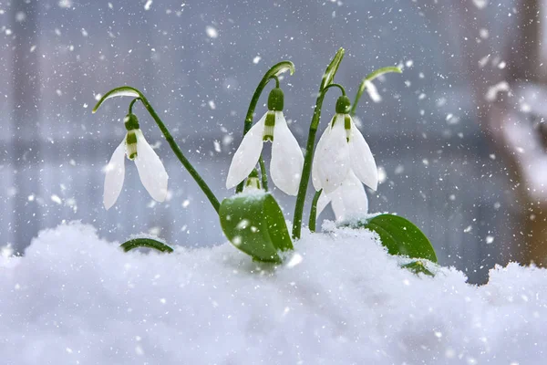 Gotas Neve Neve Primavera Flor Branca Fundo Borrão Com Lugar — Fotografia de Stock