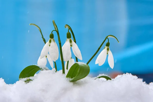 Snowdrop Primavera Flor Branca Fundo Azul Com Lugar Para Texto — Fotografia de Stock