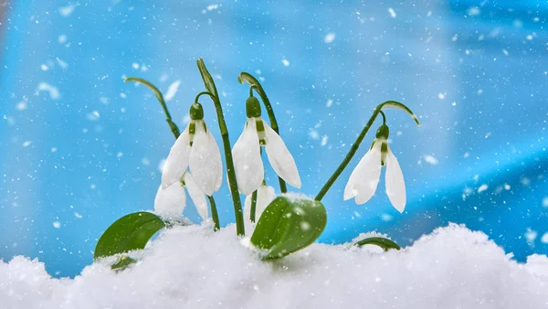 Snowdrop Flor Blanca Primavera Sobre Fondo Azul Con Lugar Para —  Fotos de Stock