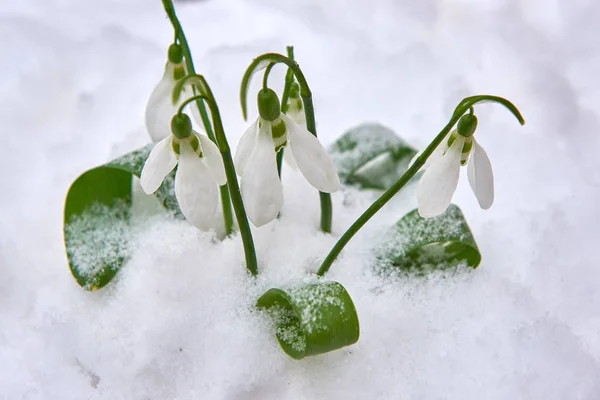 Snowdrop Primavera Flor Branca Fundo Azul Com Lugar Para Texto — Fotografia de Stock