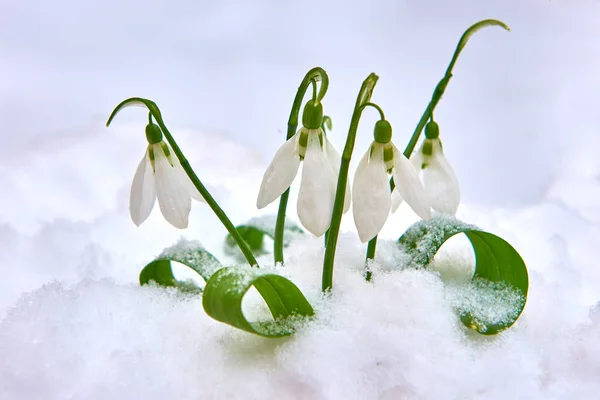 Snowdrop Primavera Flor Branca Fundo Azul Com Lugar Para Texto — Fotografia de Stock