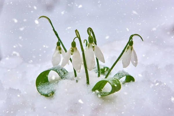 Snowdrop Primavera Flor Branca Fundo Azul Com Lugar Para Texto — Fotografia de Stock