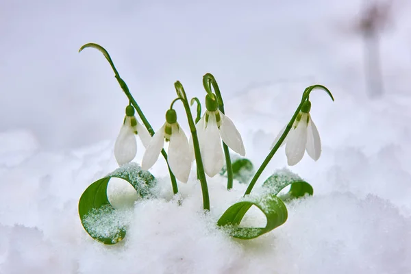 Snowdrop Primavera Flor Branca Fundo Azul Com Lugar Para Texto — Fotografia de Stock