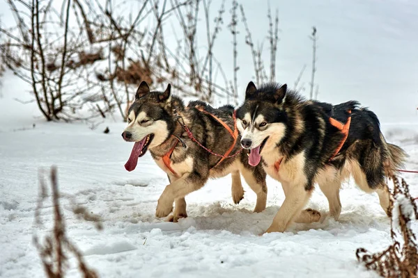 Gratis Dog Sled Racing Wedstrijd Met Sportieve Hond Team Wordt — Stockfoto