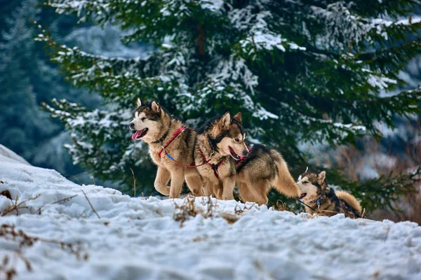 Free Dog Sled Racing Contest Con Equipo Perros Deportivos Ejecuta —  Fotos de Stock