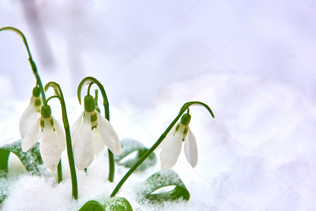 Snowdrop- spring white flower on blue background with place for text, Close up with selective focus and snowflakes