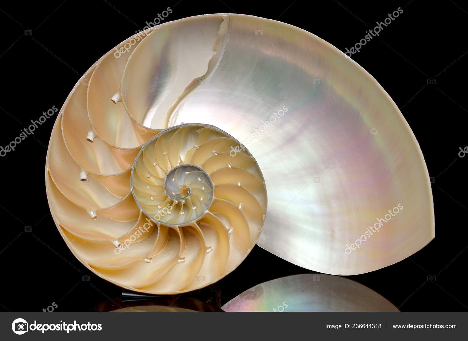 Nautilus Shell Section Isolated Black Background Stock Photo C Dannyiacob