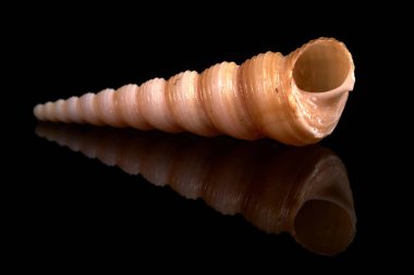 Deniz kabuğu siyah taşta bir siyah arka plan beyaz yansıması üzerinde