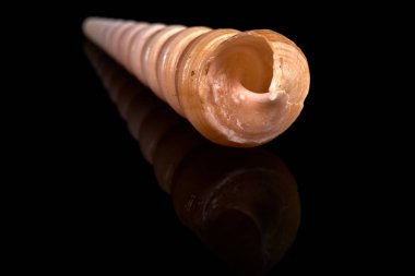 Deniz kabuğu siyah taşta bir siyah arka plan beyaz yansıması üzerinde