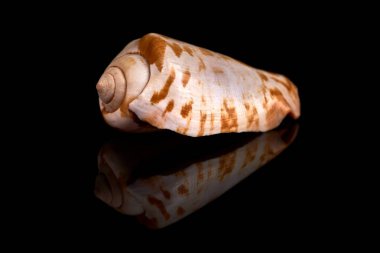 Deniz kabuğu siyah taşta bir siyah arka plan beyaz yansıması üzerinde