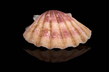 Deniz kabuğu siyah bir zemin üzerine.