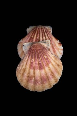 Deniz kabuğu siyah bir zemin üzerine.