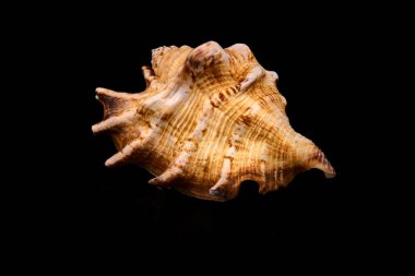 Deniz kabuğu siyah taşta bir siyah arka plan beyaz yansıması üzerinde