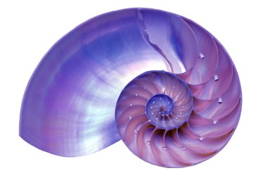 Beyaz arka plan üzerinde izole nautilus kabuğu bölümü