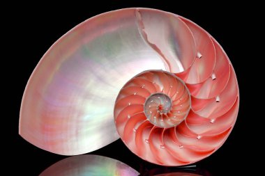 Siyah arka plan üzerine izole nautilus kabuk bölümü