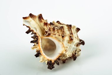 beyaz zemin üzerine deniz kabuğu.