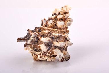 beyaz zemin üzerine deniz kabuğu.