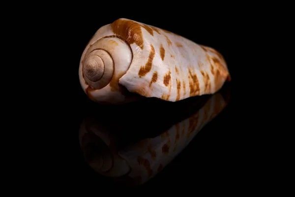 Sea Seashell Black Background Whit Reflection Black Tile — Stock Photo, Image