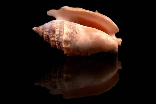 Sea Seashell Black Background Whit Reflection Black Tile — Stock Photo, Image