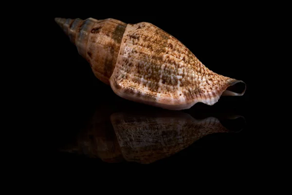 Sea Seashell Black Background Whit Reflection Black Tile — Stock Photo, Image