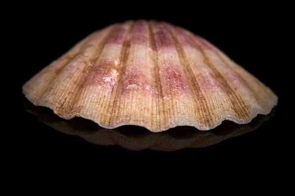 Sea Seashell Black Background — Stock Photo, Image