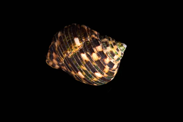 Havet Seashell Svart Bakgrund — Stockfoto