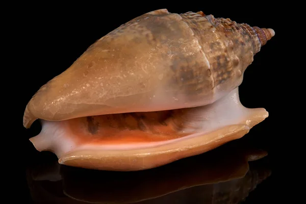 Sea Seashell Black Background — Stock Photo, Image