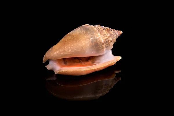 Sea Seashell Black Background — Stock Photo, Image