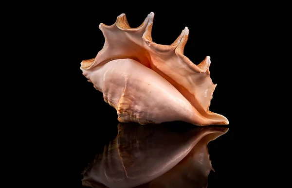 Havet Seashell Svart Bakgrund — Stockfoto