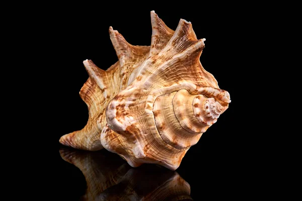 Sea Seashell Black Background — Stock Photo, Image