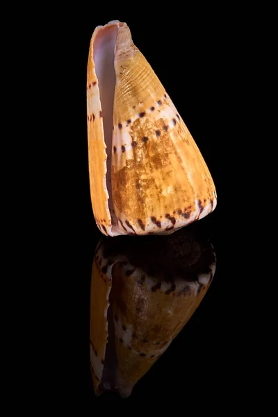 Sea Seashell Black Background — Stock Photo, Image